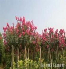 红叶石楠球 湖南长沙苗圃厂家直销 优质绿化乔木 高杆红叶石楠