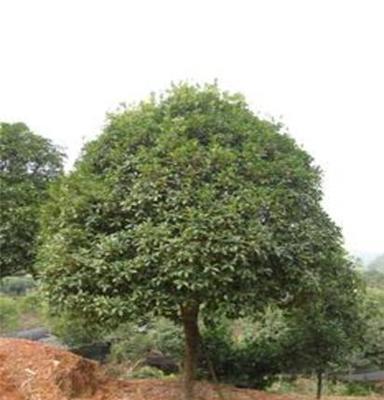 桂花树 胸径12cm 湖南长沙苗圃 乔木 精品 丹桂 四季桂支持混批