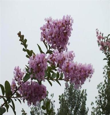 湖南长沙 乔木紫薇树 工程苗木 景区 道行 红花紫薇、小苗