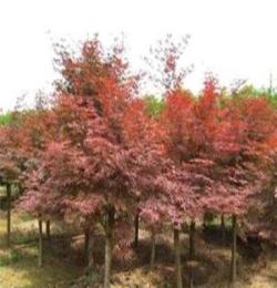大量供应绿化苗木--3--30公分红枫 欧洲黄枫 挪威黄金槭