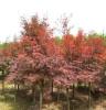 大量供应绿化苗木-- 红枫 高接红枫 日本红枫 挪威黄金槭