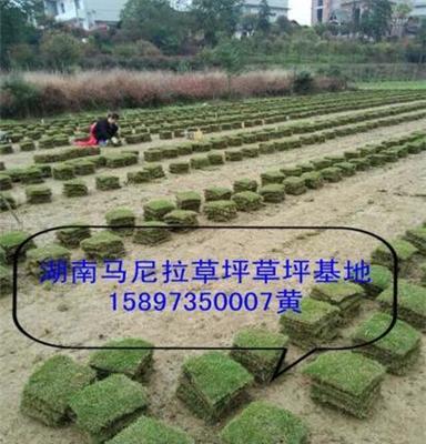 直销梧州绿化草坪/草皮价格