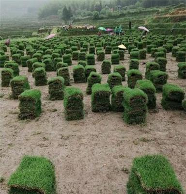 马尼拉草皮 贵州黔南 庭院绿化用的 结缕草种子出售价格