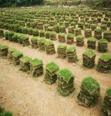 马尼拉草皮 广西保持水土绿化用的 中华结缕草批发价格