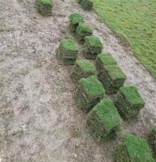 马尼拉草坪 福建生态复绿工程用的 草皮种类出售价格