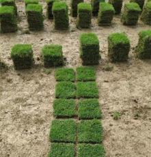 马尼拉草坪 湖南常德体育场绿化用的 百慕大草皮出售价格