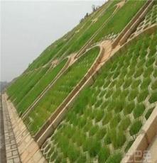 绿化草种宽叶草如何种植-东莞绿野生态科技有限公司