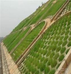 綠化草種寬葉草如何種植-東莞綠野生態(tài)科技有限公司