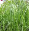 黑麦草如何种植可茂盛生长-绿野生态科技有限公司