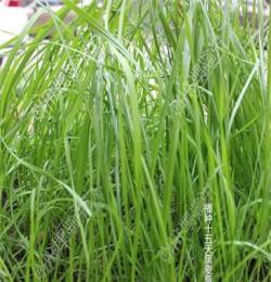 黑麥草如何種植可茂盛生長-綠野生態(tài)科技有限公司
