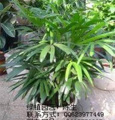 夏威夷椰子 散尾葵 棕竹 东莞花卉租摆 植物租摆 东莞租花