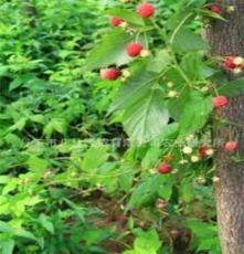 提供优质 高产 成活率高 的双季莓 树莓种苗组培苗