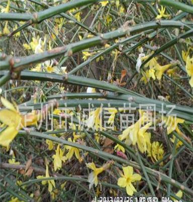 大量灌木销售中，河北保定花灌木价格 定州诚信苗圃场