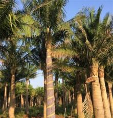 杆高1-5.5米国王椰子自产自销