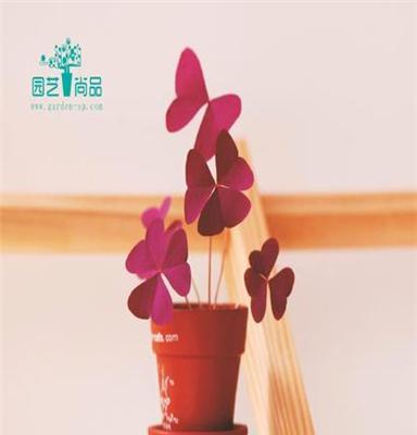 之运 陶瓷盆 DIY 迷你盆栽 时尚居家盆景 四叶草 幸运草