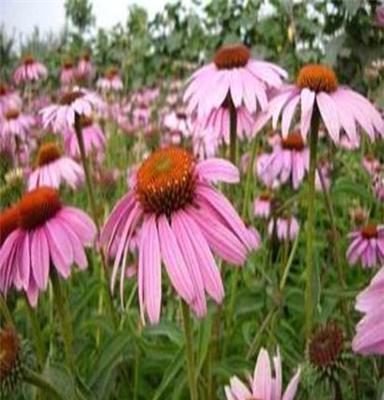 优质园林绿化苗木花卉紫松果菊