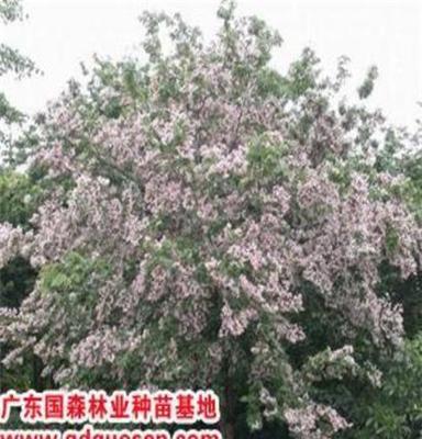 仪花—仪花价格—仪花小苗—仪花种苗