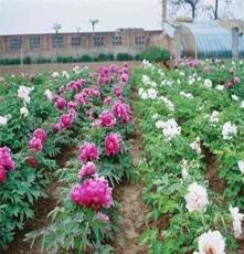 甘肃紫斑牡丹种苗，厂家生产基地直销，没有中间商赚差价