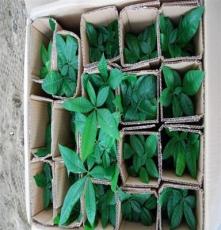 国萃花卉 厂家供应 批发台湾小森林创意植物小盆栽批发 小茶壶