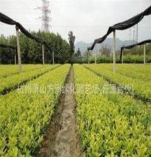 广州园林建设草坪的影响因素气温