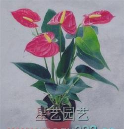 優(yōu)惠花卉盆栽批發(fā) 高檔室內(nèi)觀賞植物大哥大紅掌10盆起