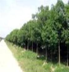 浩昌园林常年供应大叶女真（蜡树）等乔木、灌木