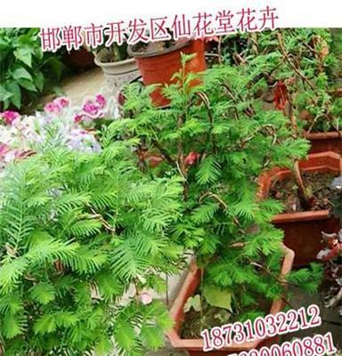 邯郸绿化维护 邯郸仙花堂花卉 园林绿化养护