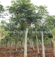 低价促销 绿化苗木 非洲楝（袋苗）