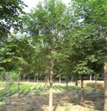 绿化苗木 5—30公分 白蜡 国槐