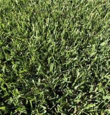 湖南结缕草（四季常绿）品种，兰引三号草皮铺设效果极佳，底价供应