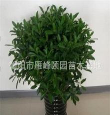 湖南衡阳花卉租摆公司，大量批发零售非洲茉莉。