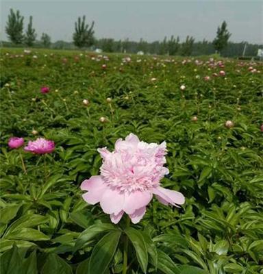 厂家热销观赏芍药、芍药花苗、2018年芍药价格报价