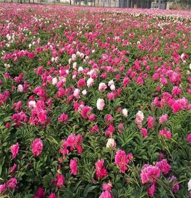 山东药用芍药苗基地