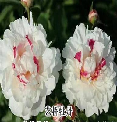 直销芍药种植基地九大色系品种齐全