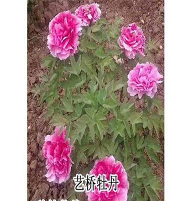 牡丹種植基地品種齊全九大色系