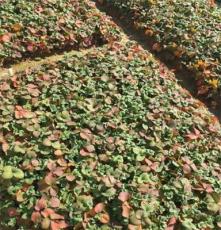 供应基地直销2016特卖园林绿化专用杭州草莓苗醉天仙草莓苗