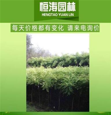 11公分法桐、13公分悬铃木、15公分速生法桐、法桐采购