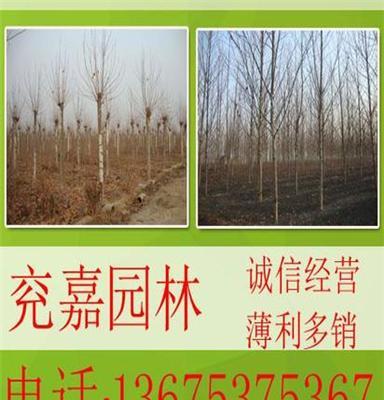 山东法桐基地大量销售 8-15公分绿化苗木法桐