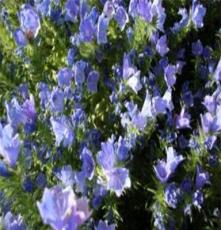 供应花卉种子种苗蓝蓟种子农业种子绿化种子花卉种子 鲜花种子