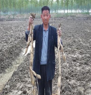 荷丰莲藕基地出售浅水高产莲藕种苗 观赏荷花藕苗价格