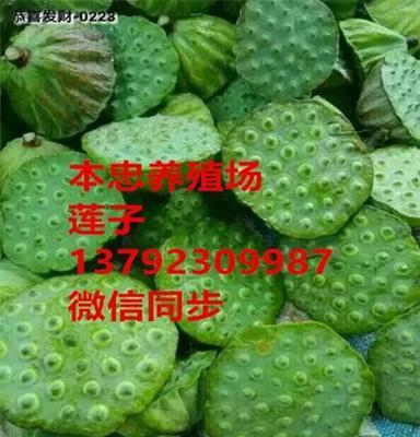 河塘莲藕种植技术 观赏荷花苗价格 巨无霸莲藕种苗批发 全国直销