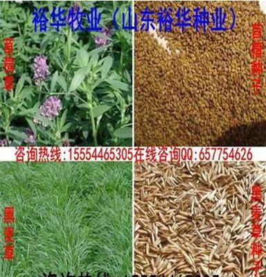 红叶草 辽阳红叶草种子价格走势