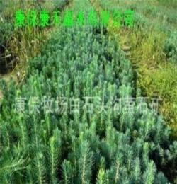 康禾苗木低价供应一年生云杉种苗15-20cm