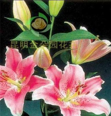 供应云南优质基地粉百合鲜切花批发 索邦 昆明鲜花批发 百合 玫瑰