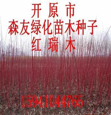 供应红瑞木 红瑞木价格 红瑞木绿篱苗 森友绿化苗木种子经销处