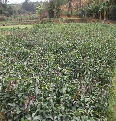 批发占地用果树苗 芒果实生苗 嫁接 果树 芒果树苗