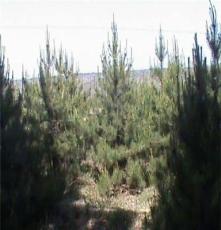 供应绿化苗木；白皮松；2米优质白皮松 2米优质白皮松