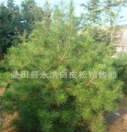 长期供应工程绿化苗木 优质3米白皮松 4米白皮松苗木