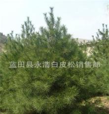 长期供应工程绿化苗木 优质3米 4米蓝田白皮松苗木