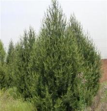 大规格6米以上白皮松 优质蓝田白皮松 绿化苗木
